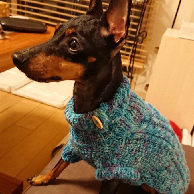 ペット用ニットウェア 1